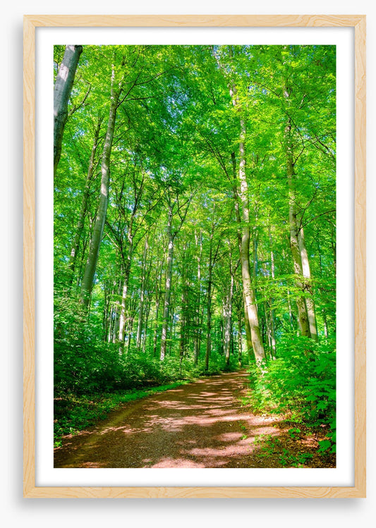 Forests