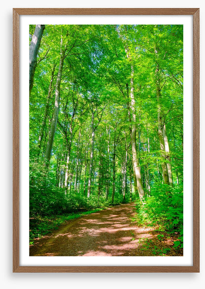 Forests