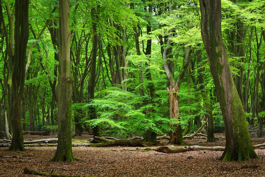In the clearing