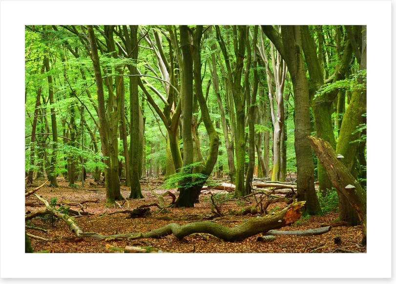Forests