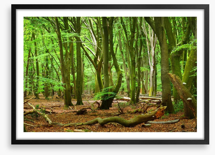 Forests
