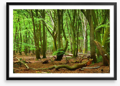Forests