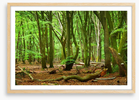 Forests