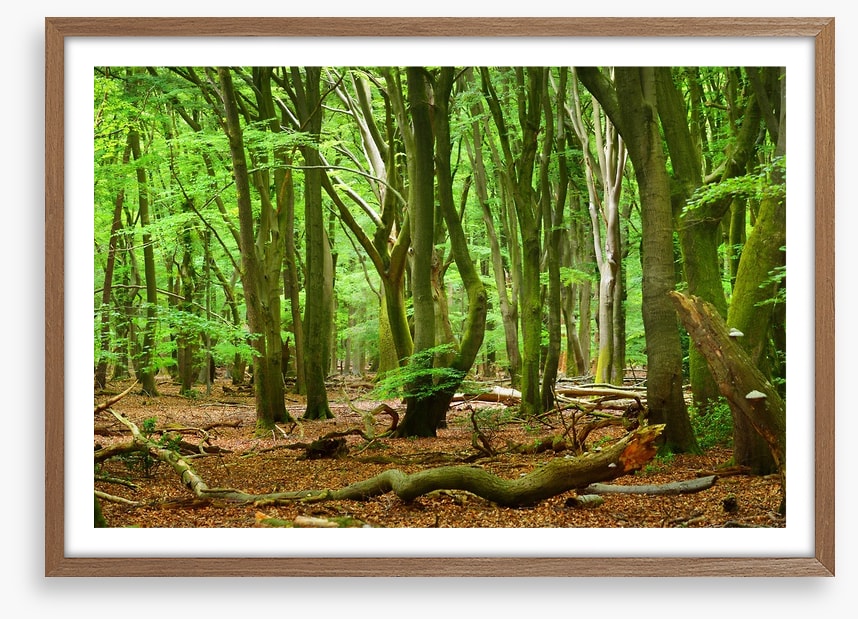Forests