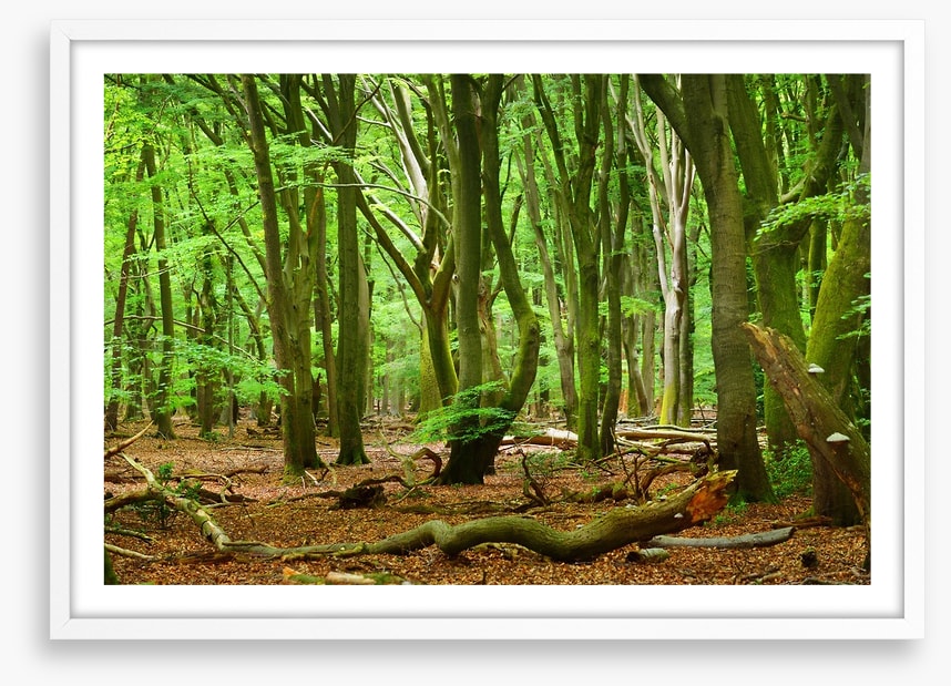 Forests