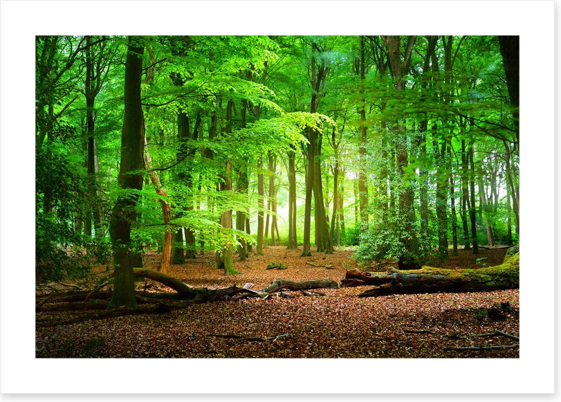 Tranquil timberland