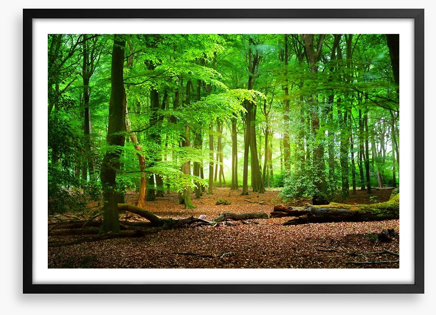 Tranquil timberland