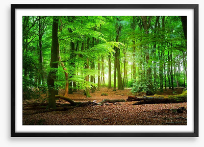 Tranquil timberland