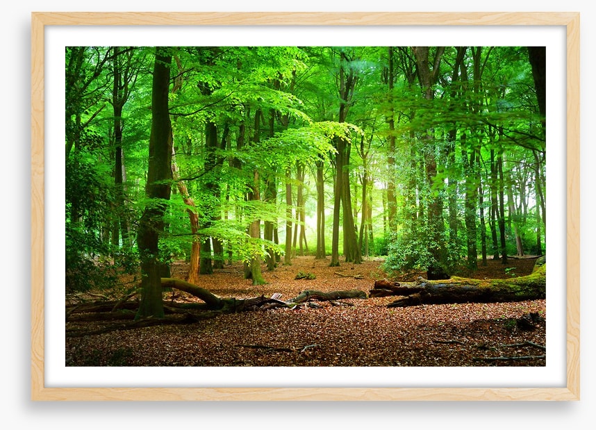 Tranquil timberland