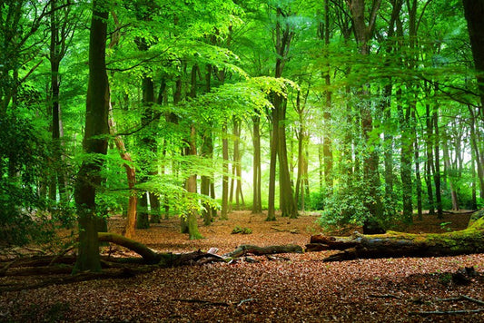 Tranquil timberland