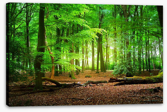 Tranquil timberland