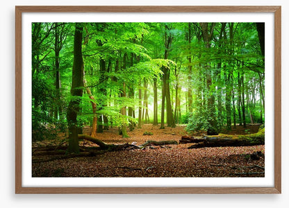 Tranquil timberland