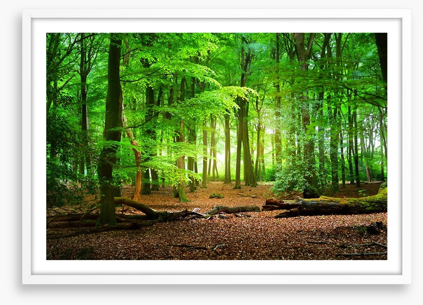 Tranquil timberland