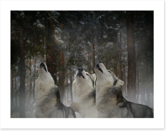Howling at the moon