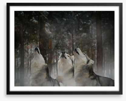 Howling at the moon