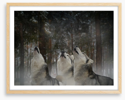 Howling at the moon