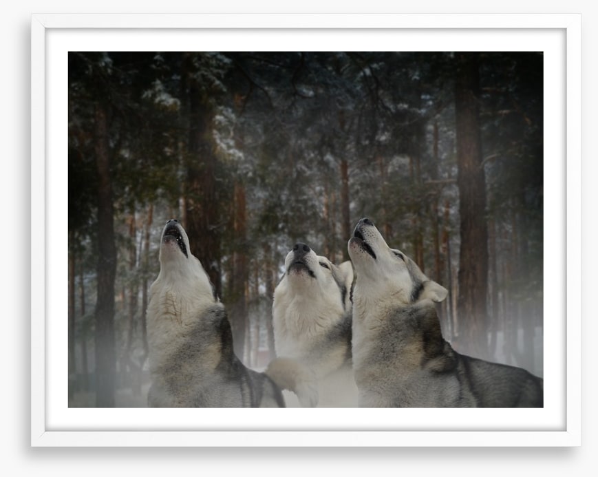 Howling at the moon