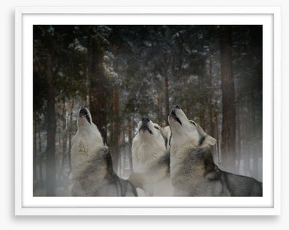Howling at the moon