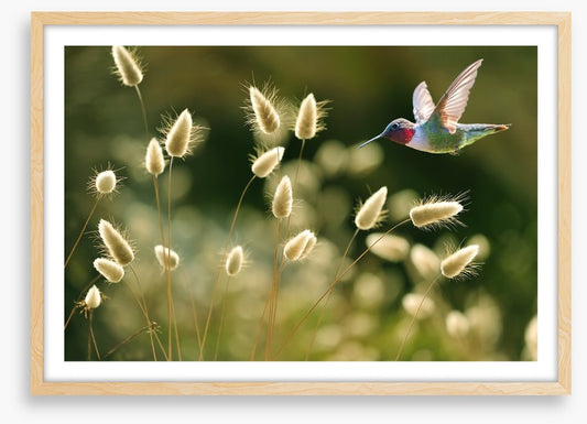 Midsummer flight