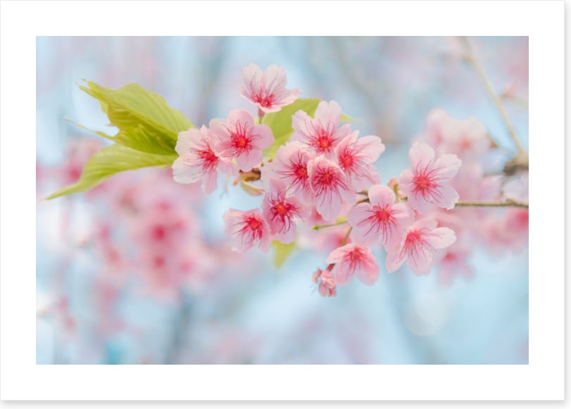 Cherry blossoming