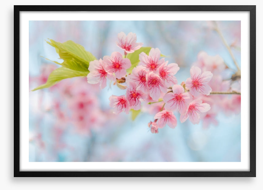 Cherry blossoming