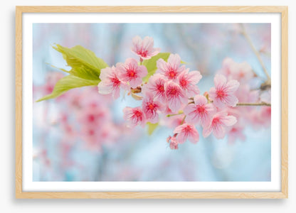 Cherry blossoming