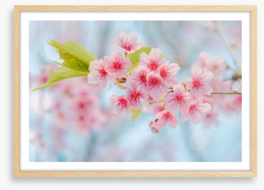 Cherry blossoming