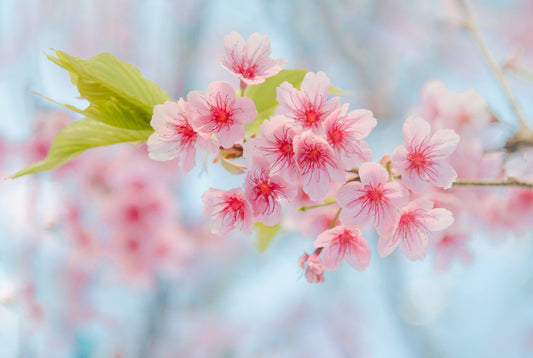 Cherry blossoming