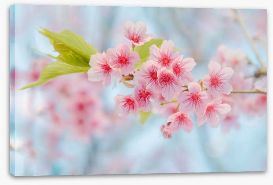 Cherry blossoming