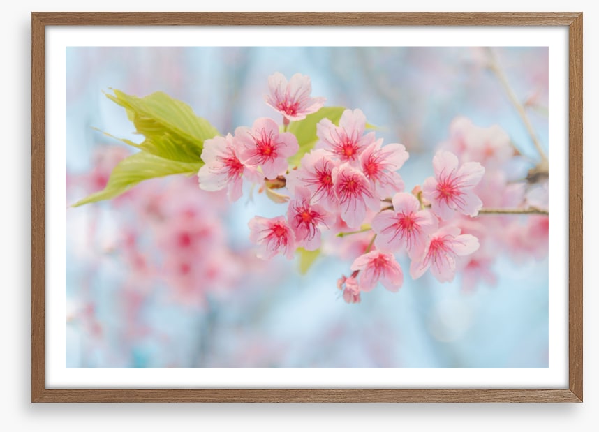 Cherry blossoming