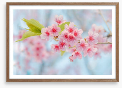 Cherry blossoming