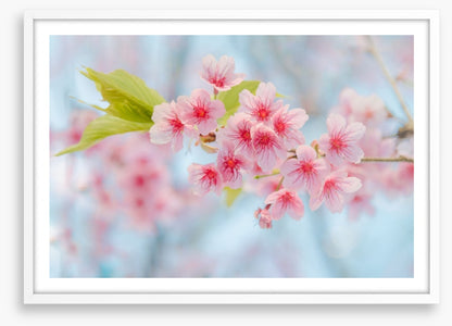 Cherry blossoming