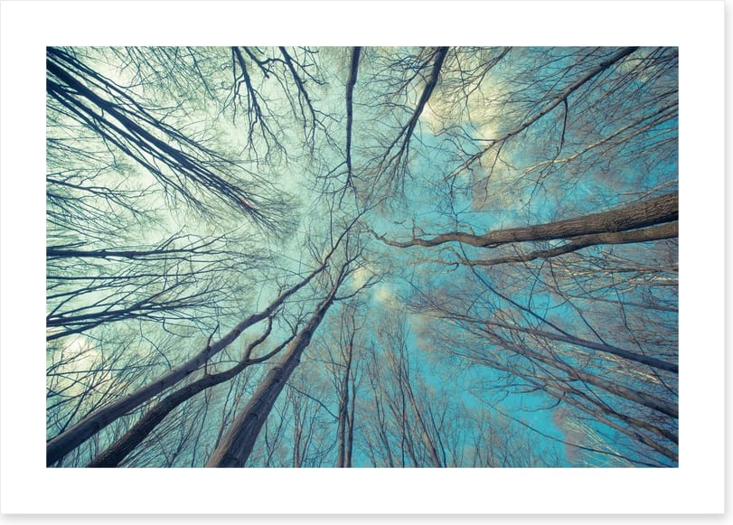 Skeleton forest