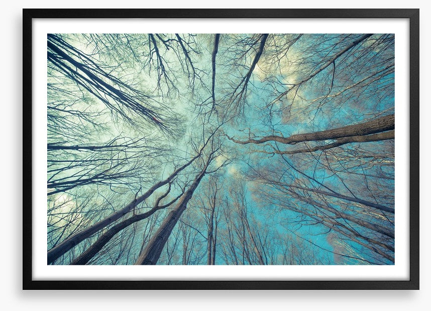 Skeleton forest