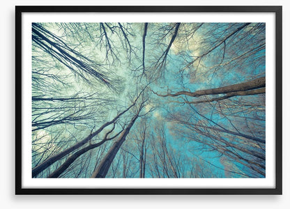 Skeleton forest