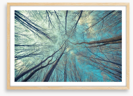 Skeleton forest