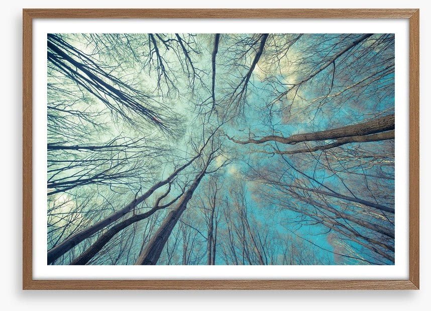 Skeleton forest