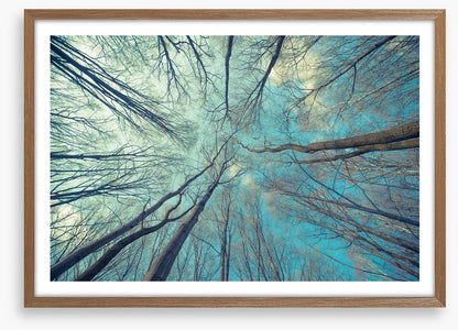 Skeleton forest