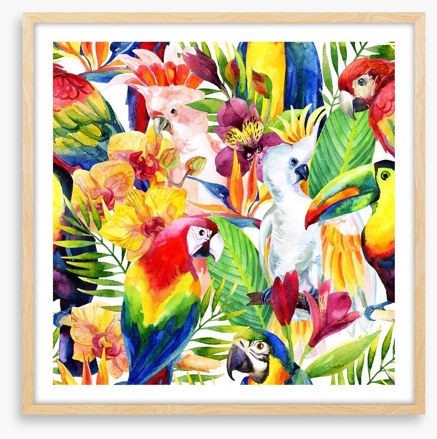 Colourful parrots