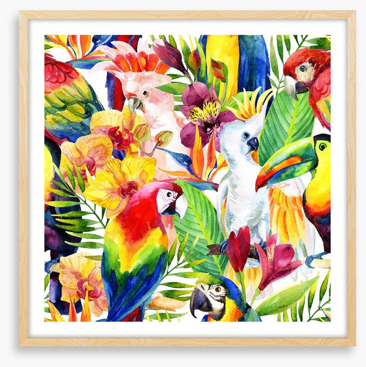 Colourful parrots