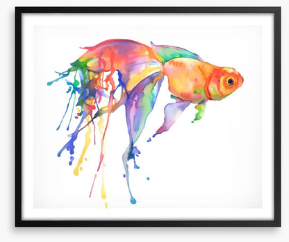 Rainbow goldfish