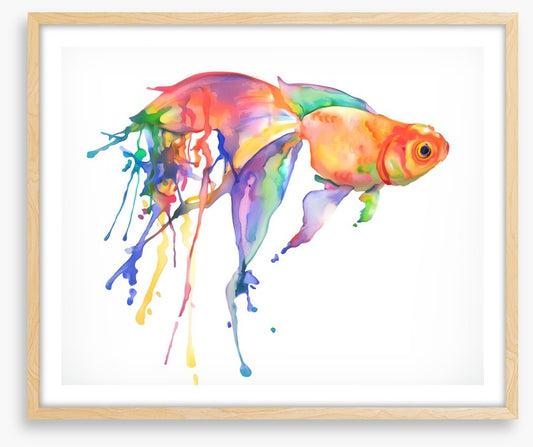 Rainbow goldfish