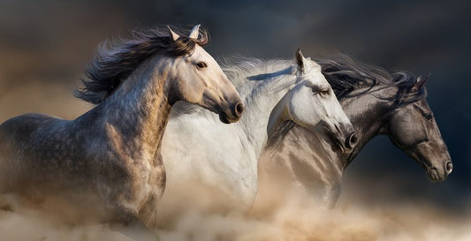 Born to run
