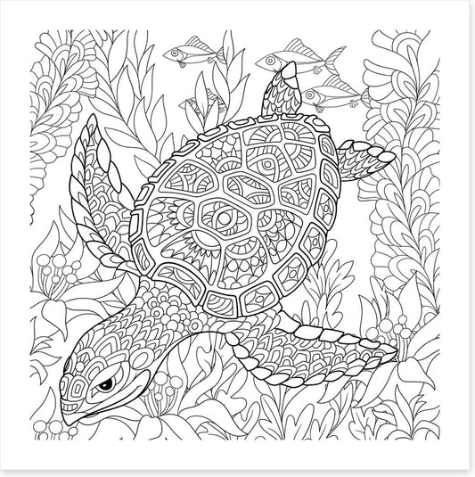 Colour me turtle