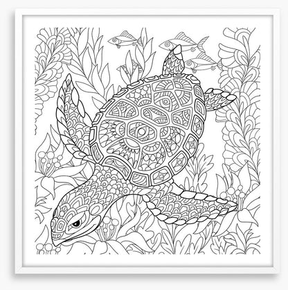 Colour me turtle