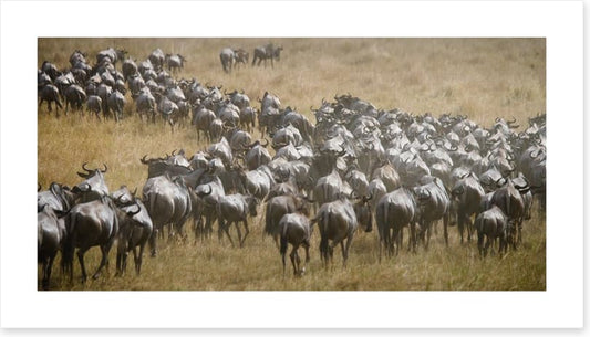 Africa