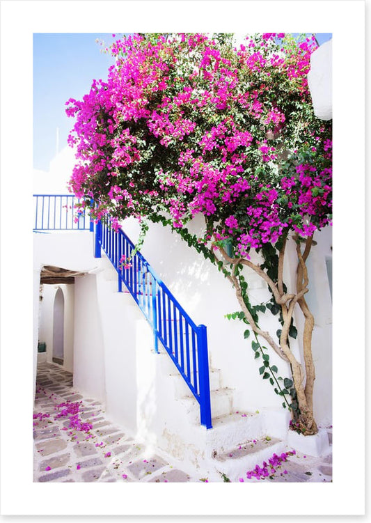 Petals on Paros Island