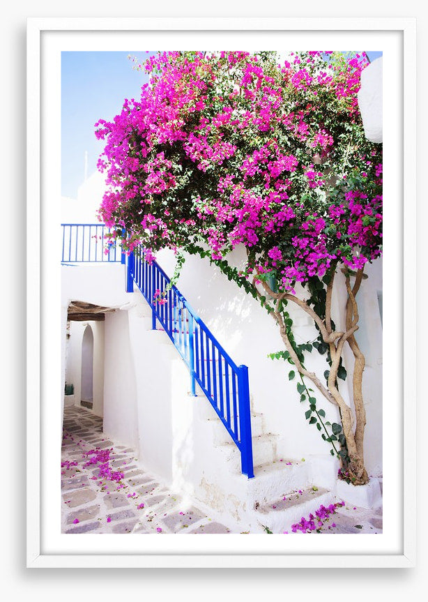 Petals on Paros Island