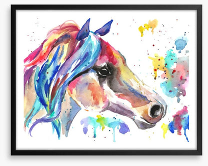 Stallion splash