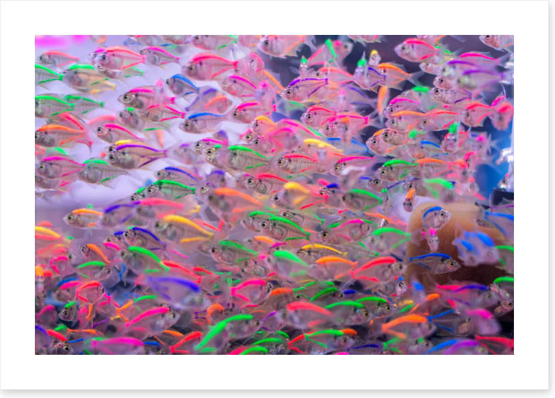 Neon fins